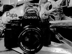 お疲れ様ですニャン(^｡^)