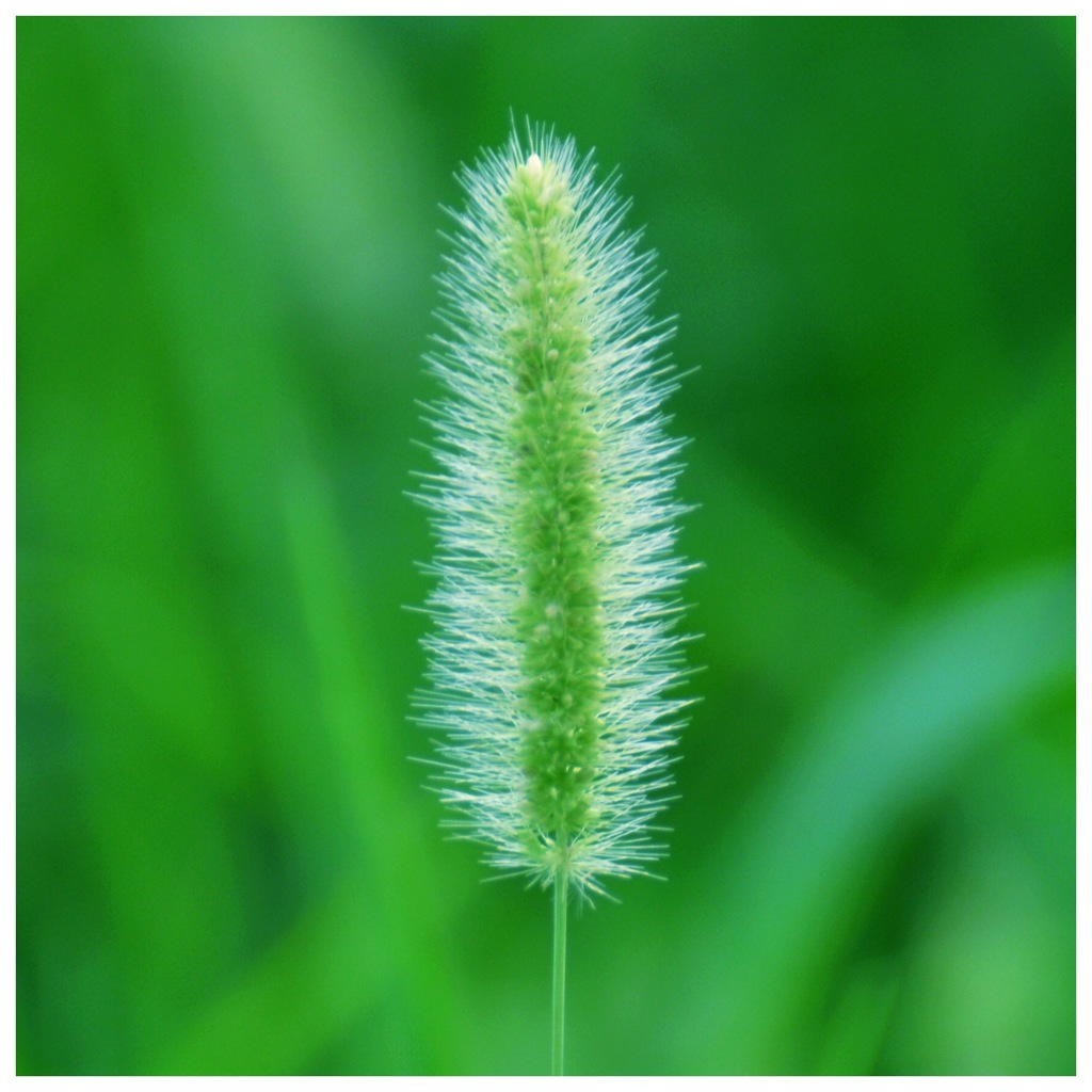 ニャンへのお土産^_^