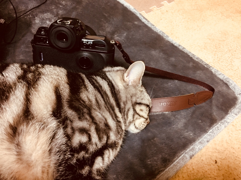 猫とF5