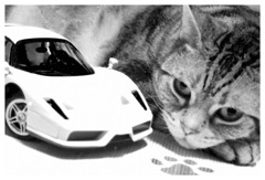 Whiteフェラーリ（≧∇≦）