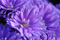 これも名前は知らない。