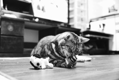 僕のカメラにゃん(^.^)
