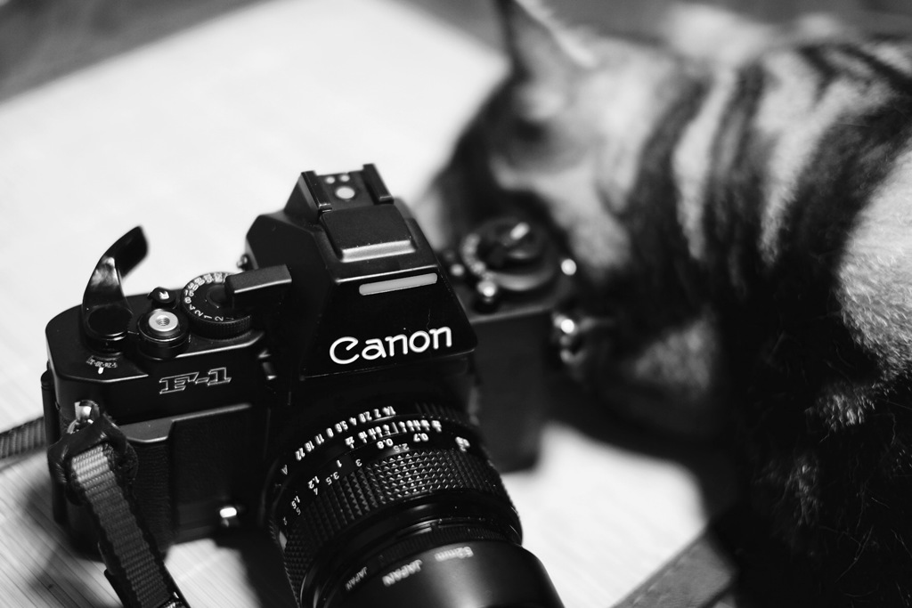 つまらないにゃ(￣∀￣)