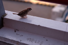 照れるゼ（≧∇≦）