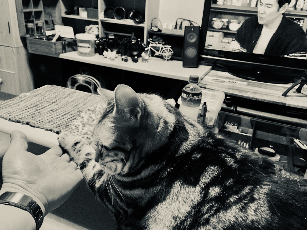 お手〜〜