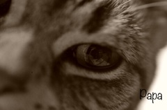 こっち見てニャン^_^