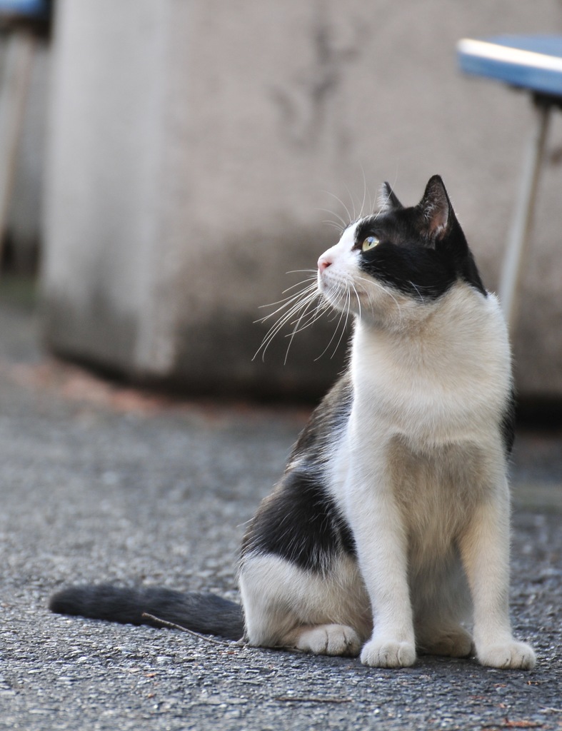 市場に住み着いている野良。