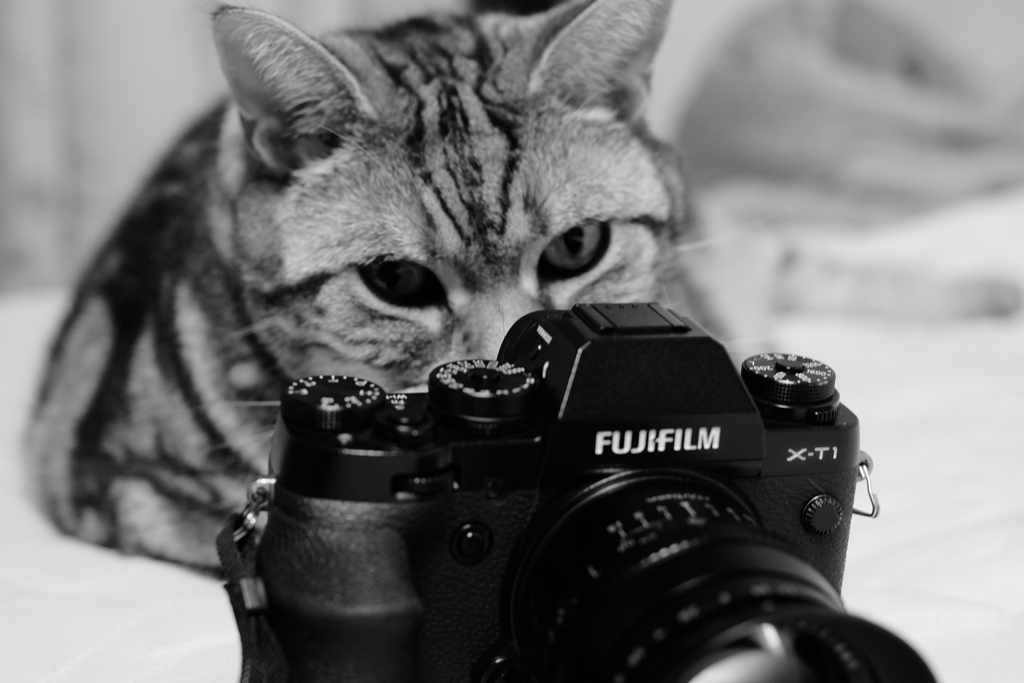 猫&X