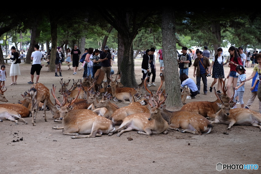 奈良公園の日常