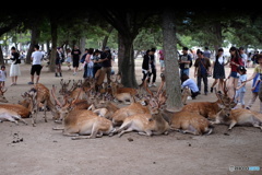 奈良公園の日常