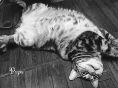 いわゆるへそ天ってやつ（≧∇≦）