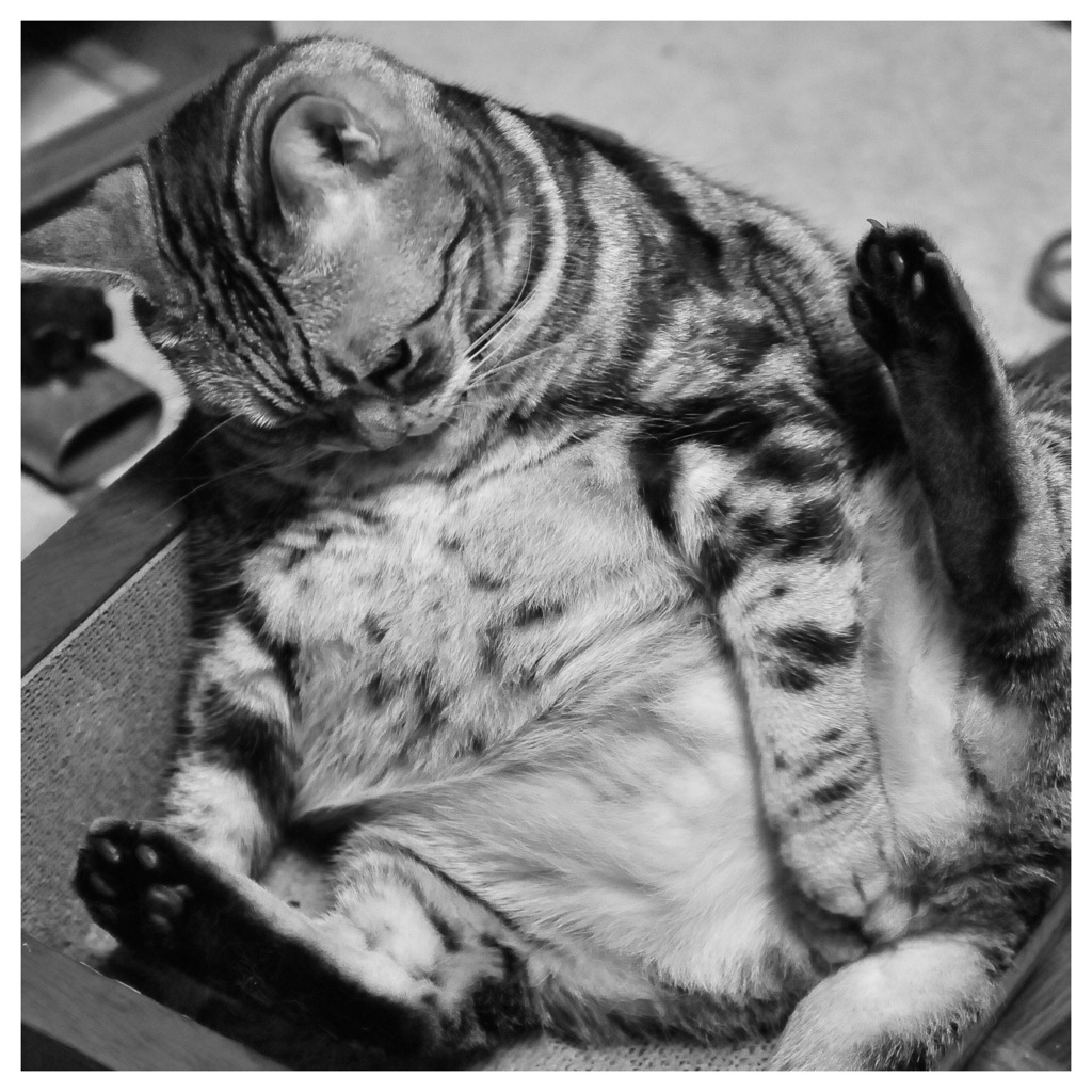 ダイエットしないとお手入れできニャイ（≧∇≦）