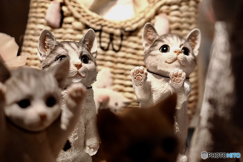 連れてってニャ〜