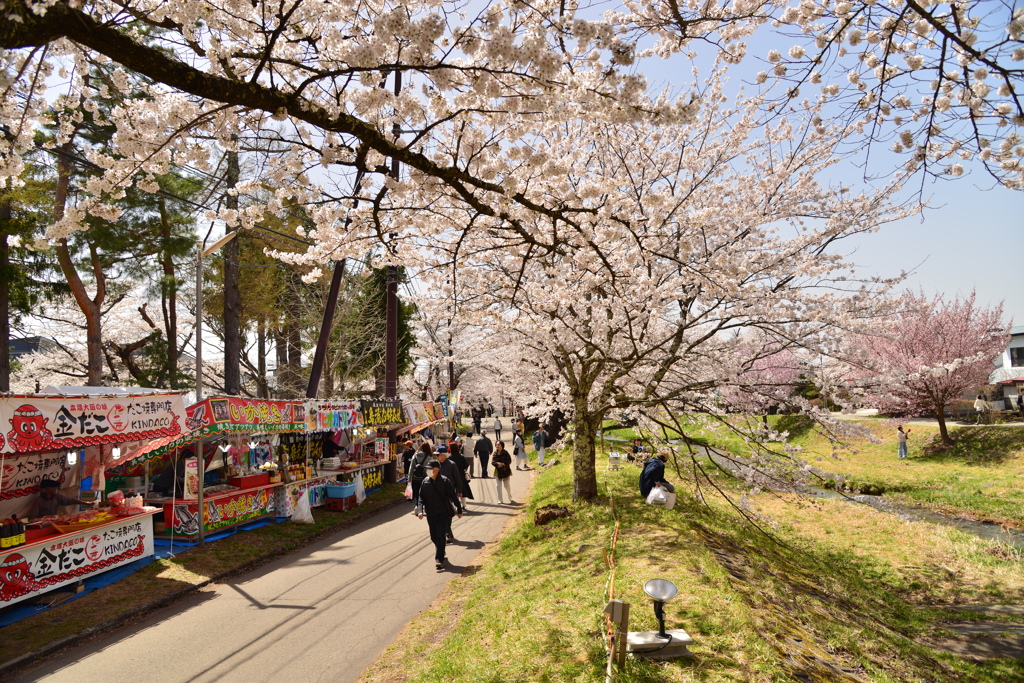 桜