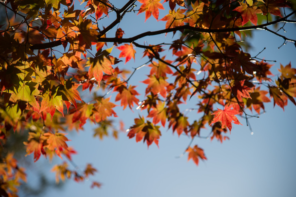 紅葉