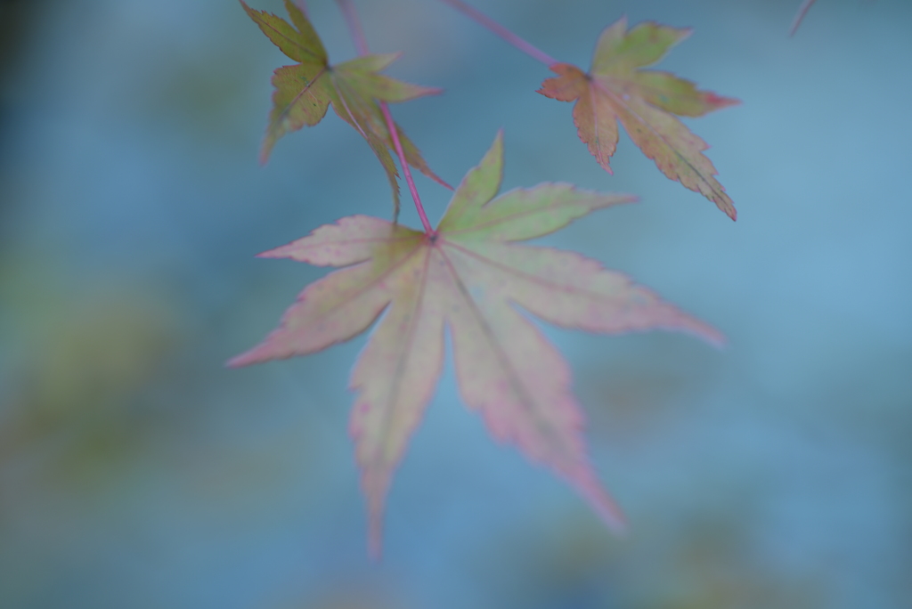 もみじ