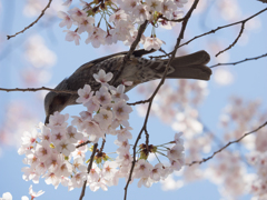 ヒヨドリと桜