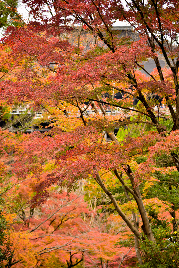 清水寺