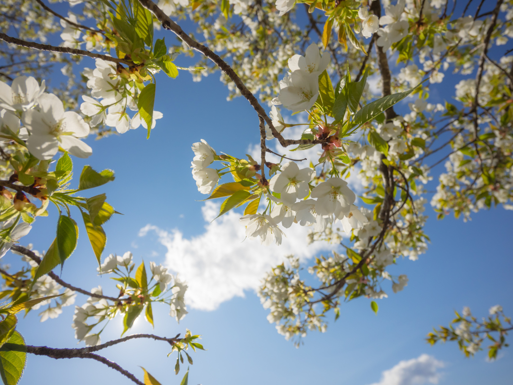 桜