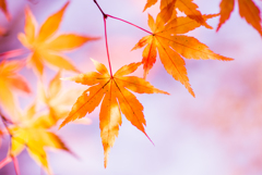 紅葉