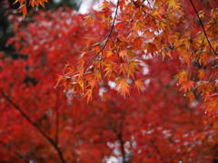 大原三千院