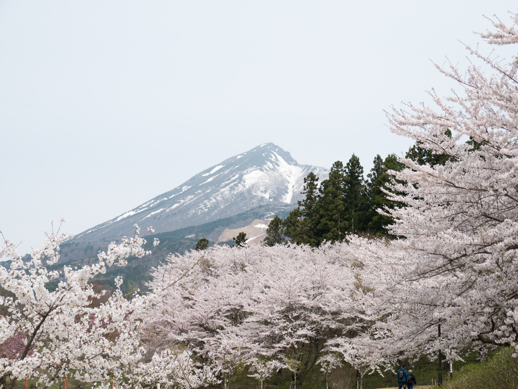 磐梯山と桜