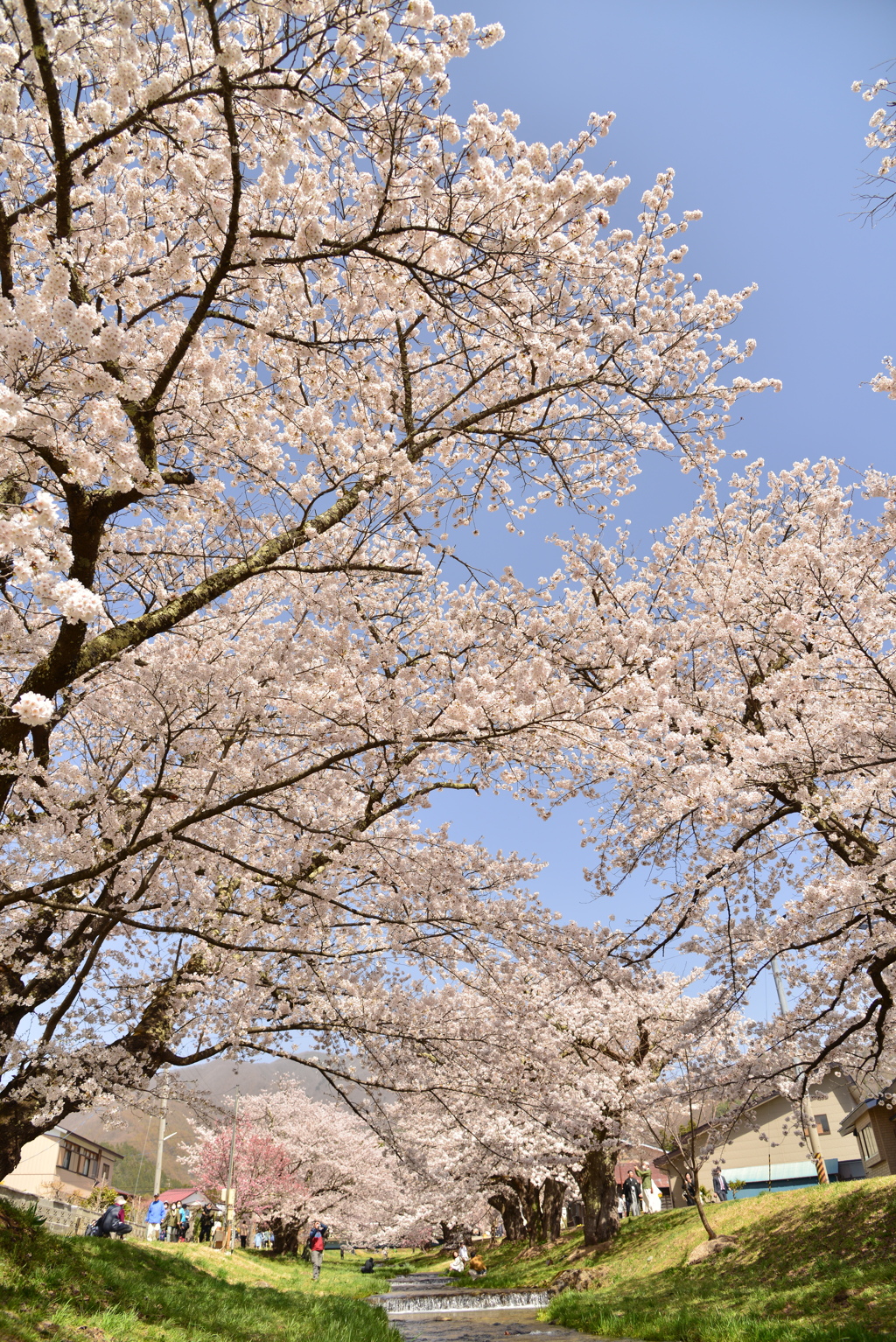 桜