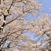 桜