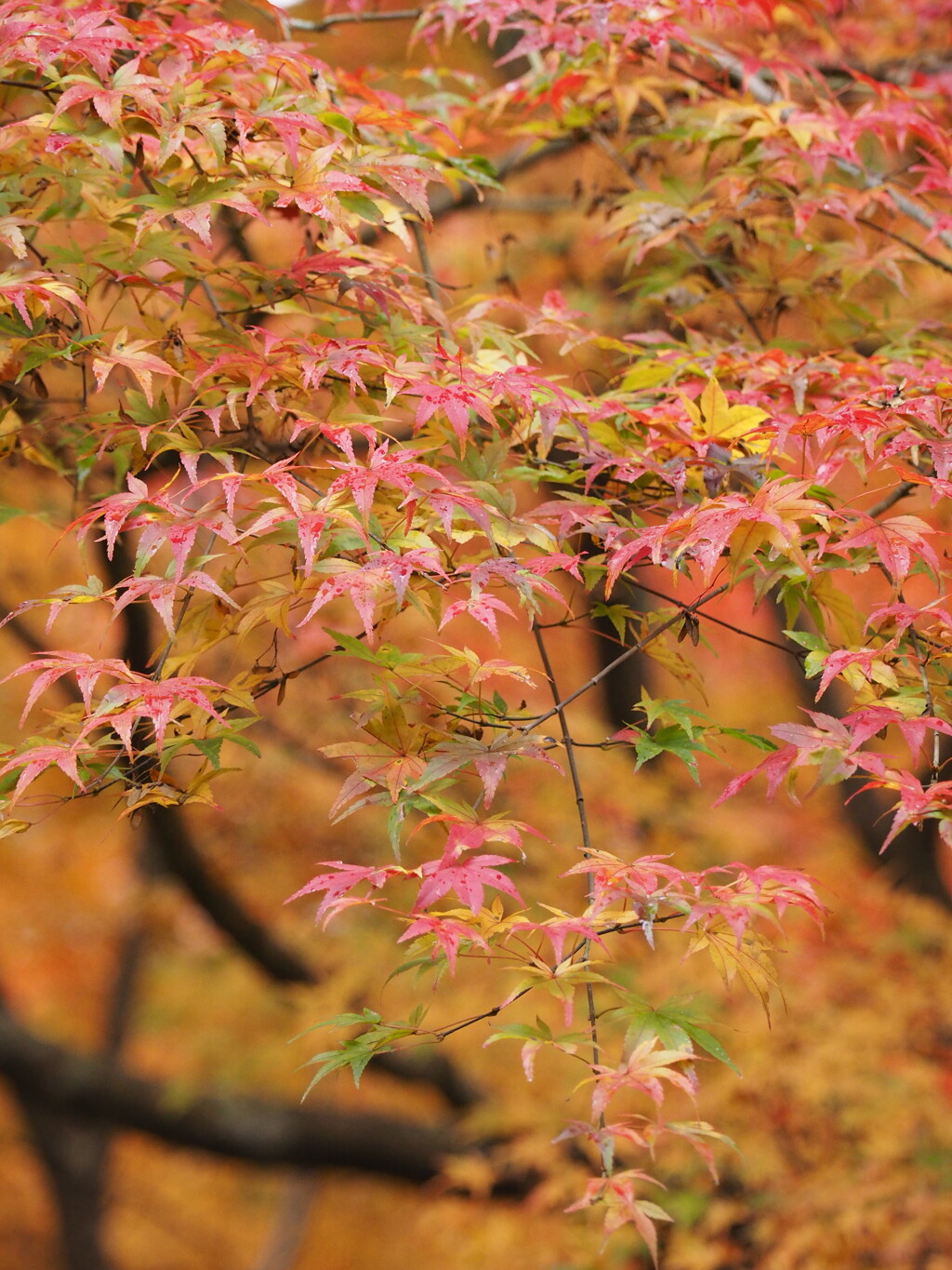 大原三千院