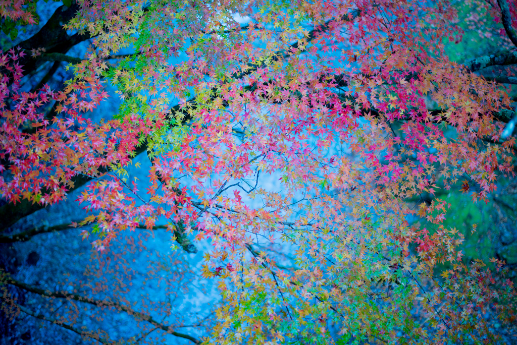 水と紅葉