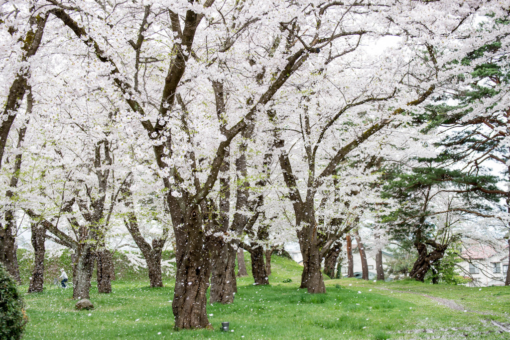 桜