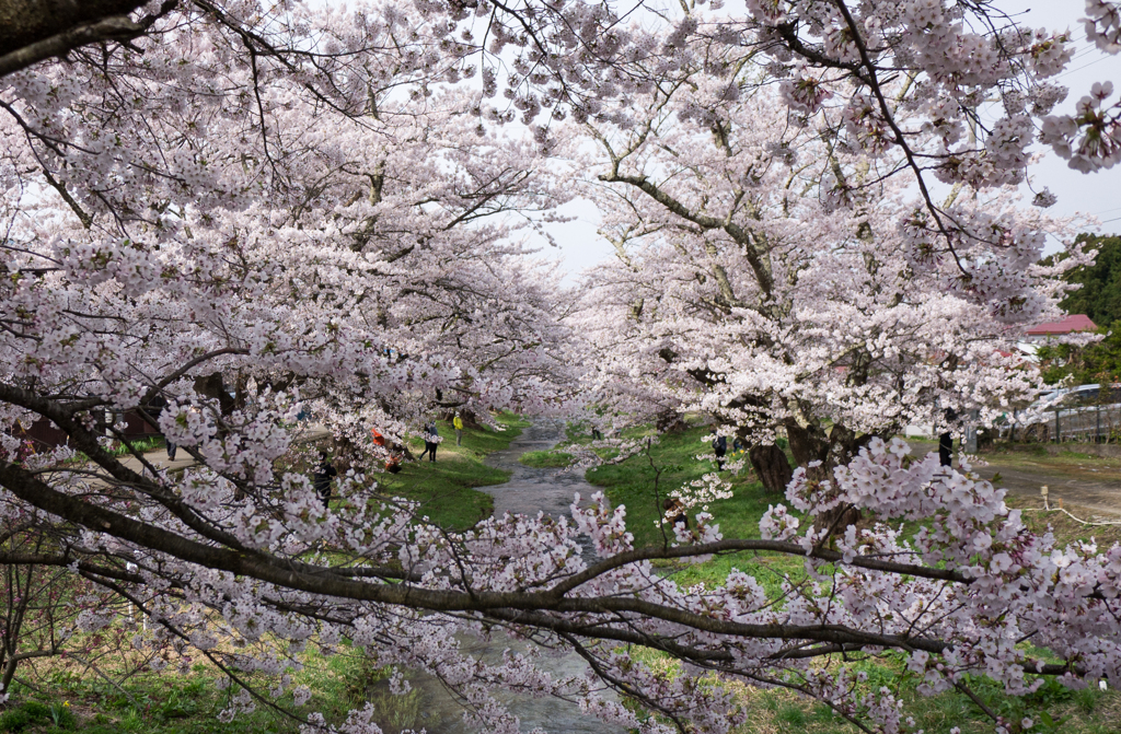 観音寺川のさくら