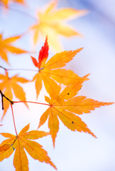 紅葉