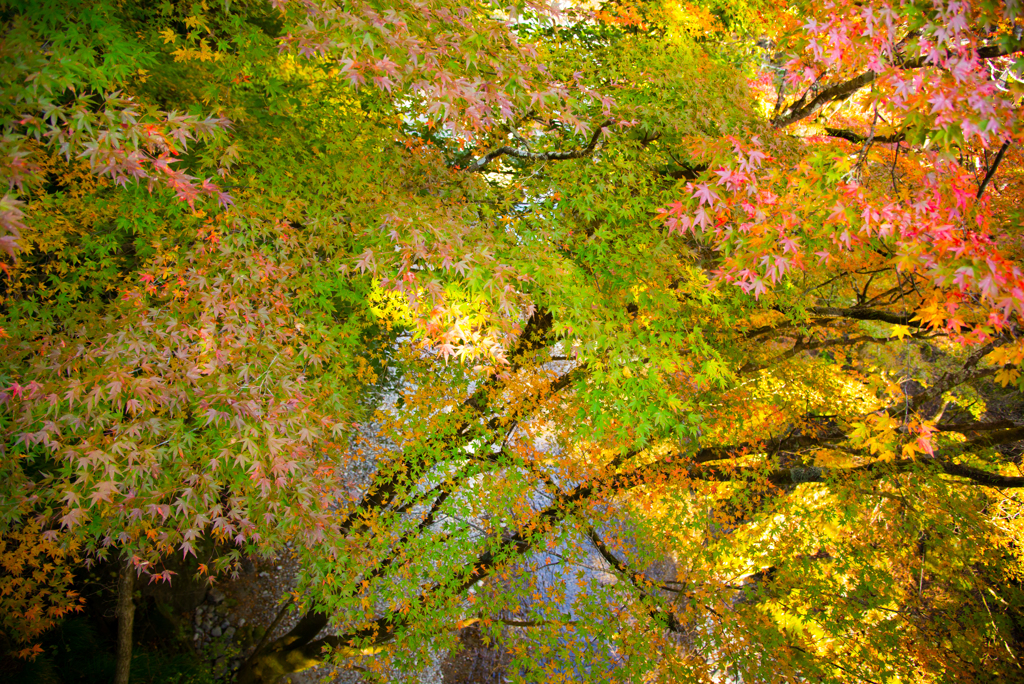 紅葉