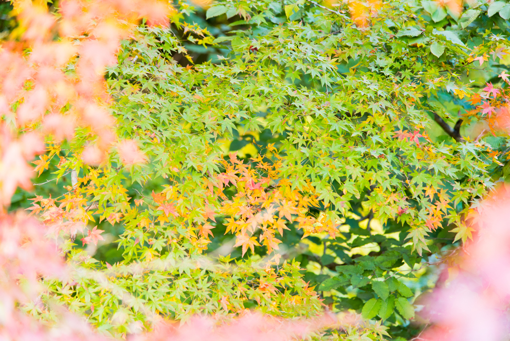 紅葉