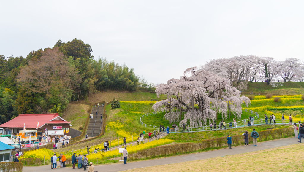 三春滝桜