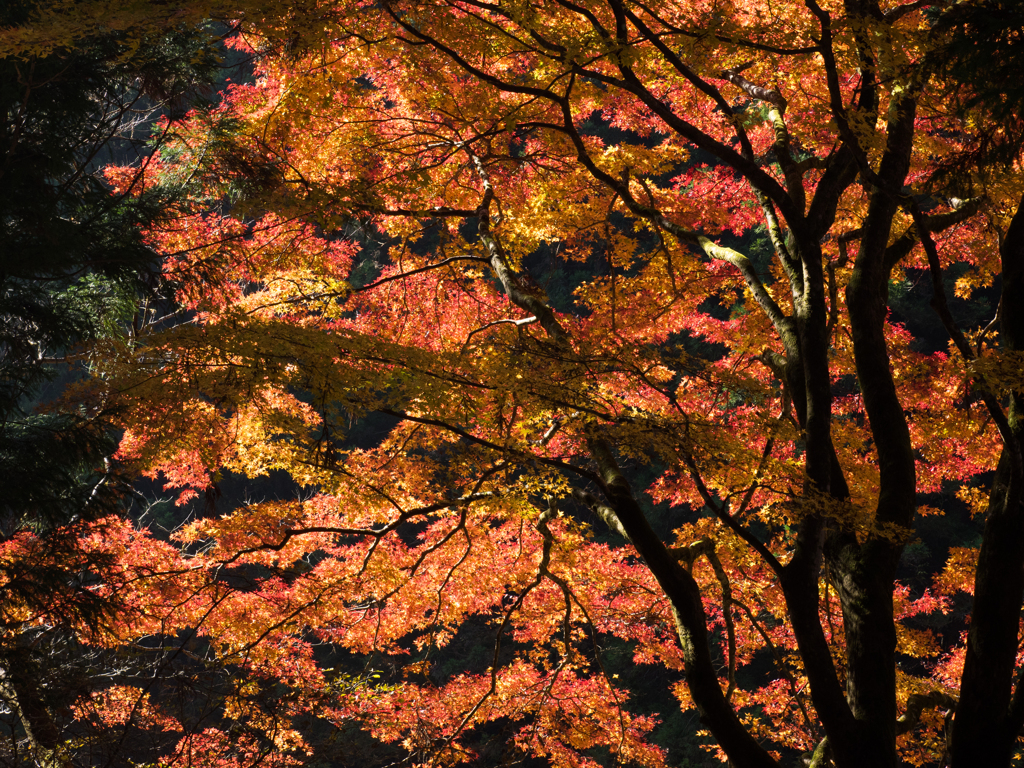 大芦川の紅葉