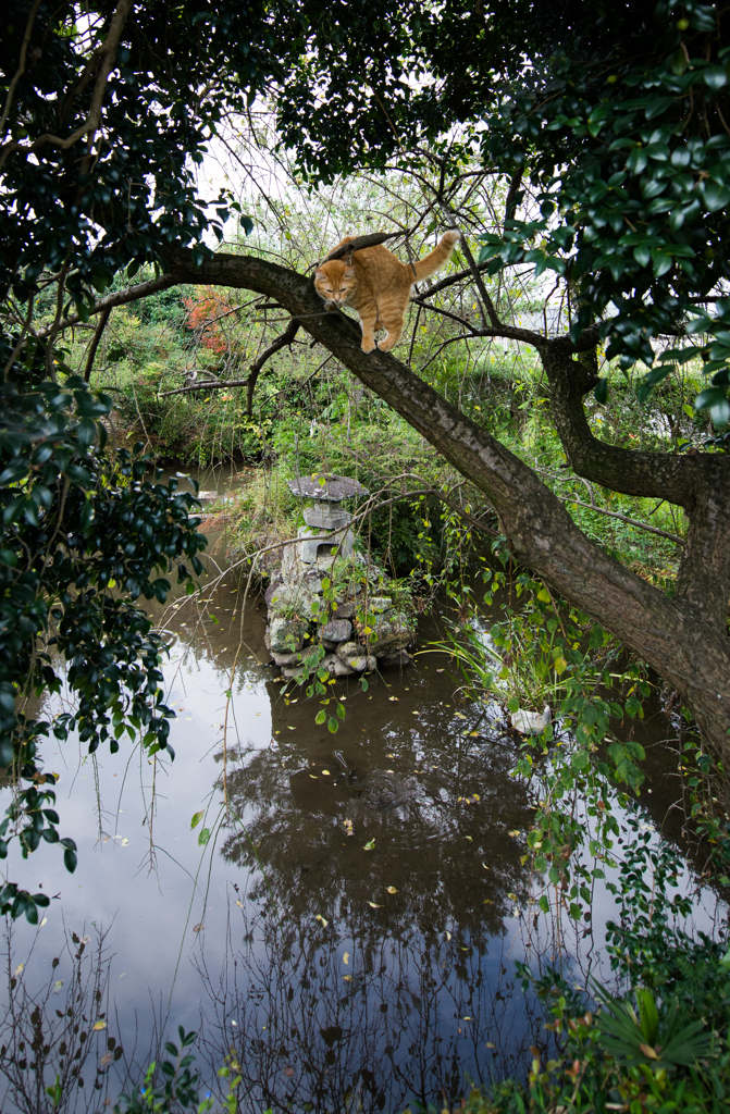 池と猫