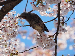 桜を撮っていたら