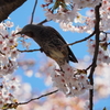 桜を撮っていたら