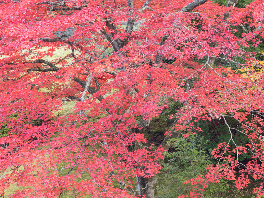 紅