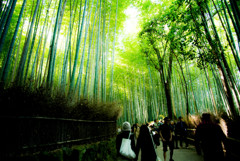 嵯峨野