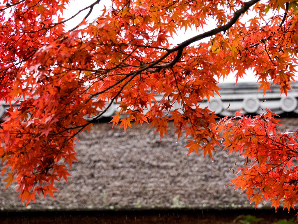 大徳寺 興臨院