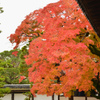 仁和寺