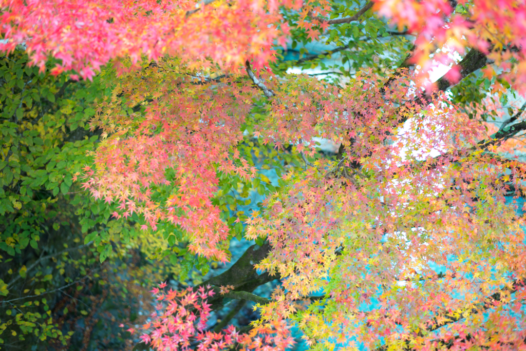 白井平橋の紅葉