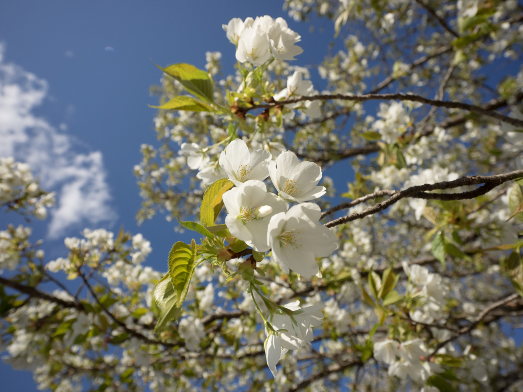桜