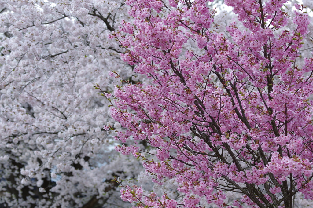 観音寺川の桜