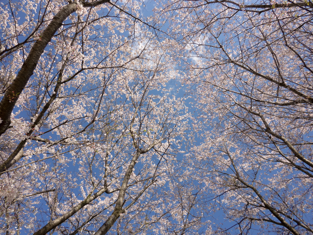 桜