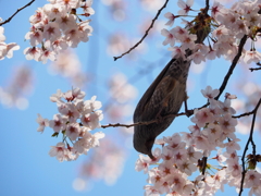 桜を撮っていたらⅡ