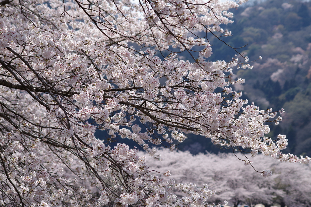 桜